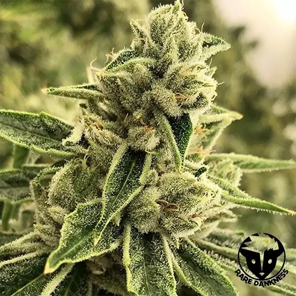 Planta de marihuana Drama