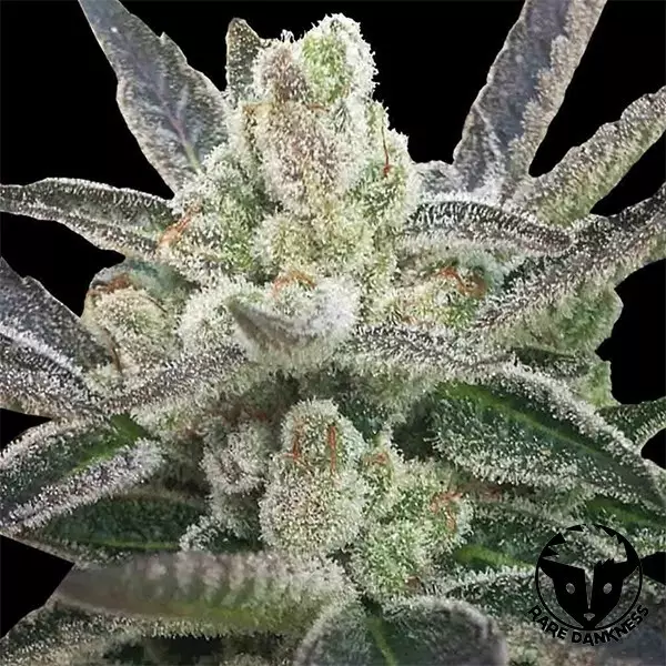 Planta de marihuana Rare Hindu