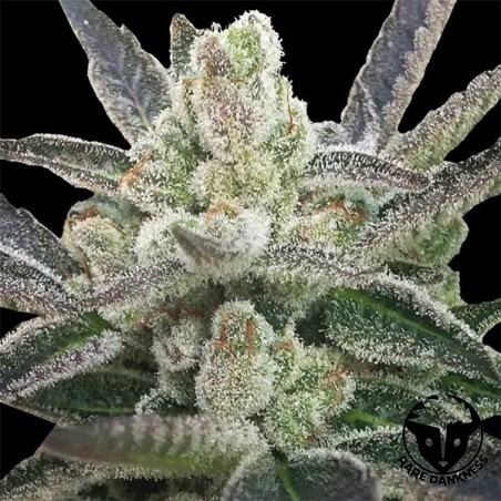 Seltene Hindu-Marihuana-Pflanze