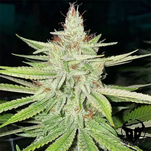 Planta de marihuana Cornbread