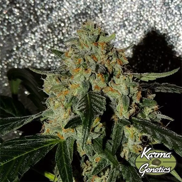 Planta de marihuana Karma OG Jack