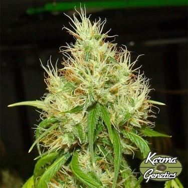 BA75 Samen von Karma Genetics - GB The Green Brand