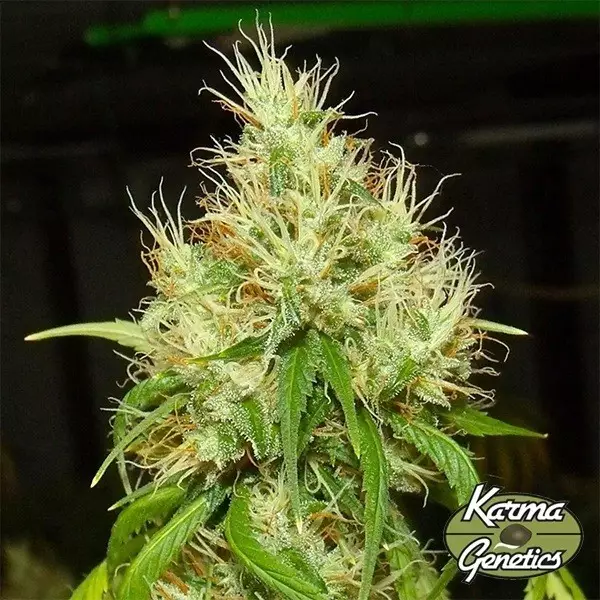 BA75 Samen von Karma Genetics - GB The Green Brand