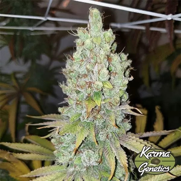 Di Frutti-Samen von Karma Genetics - GB The Green Brand