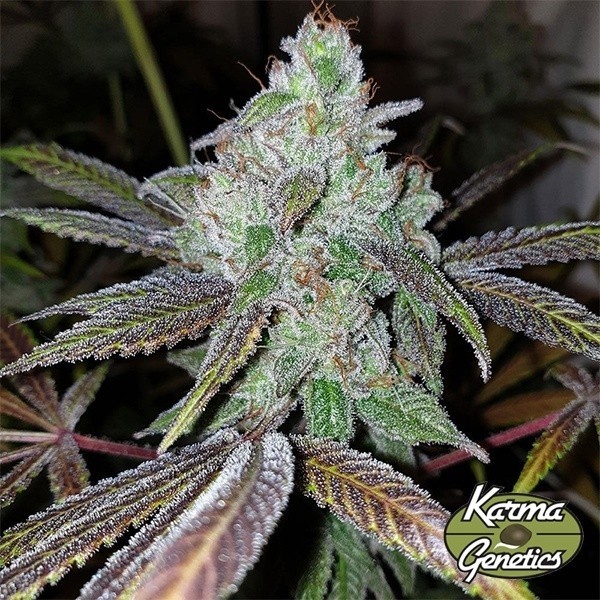 Now N Frutti-Samen von Karma Genetics - GB The Green Brand