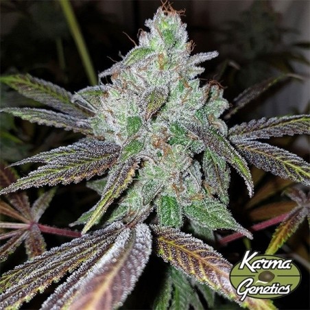 Now N Frutti-Samen von Karma Genetics - GB The Green Brand