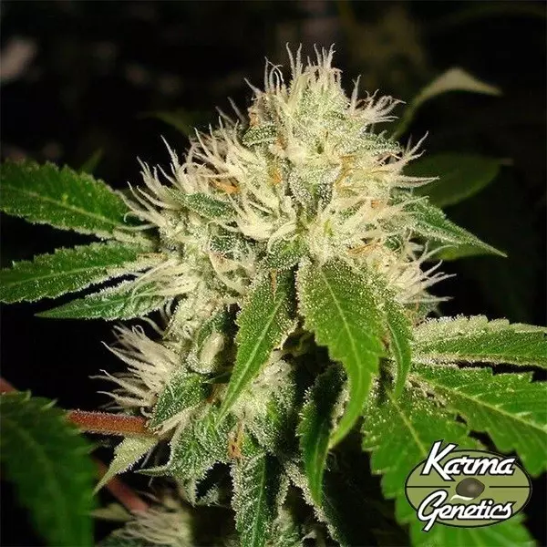 White OG S1 von Karma Genetics - GB The Green Brand