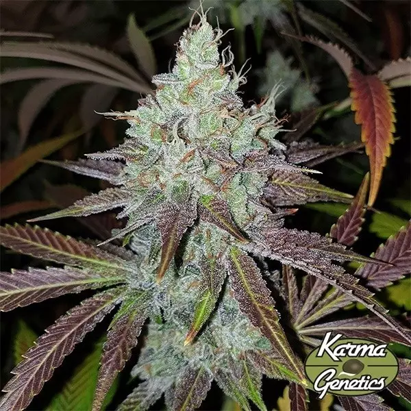 Mango Lassi Samen von Karma Genetics - GB The Green Brand
