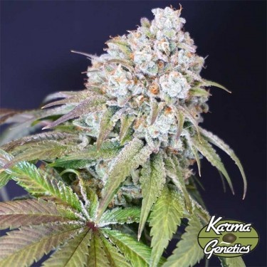 View Hundefrucht-Samen von Karma Genetics - GB The Green Brand