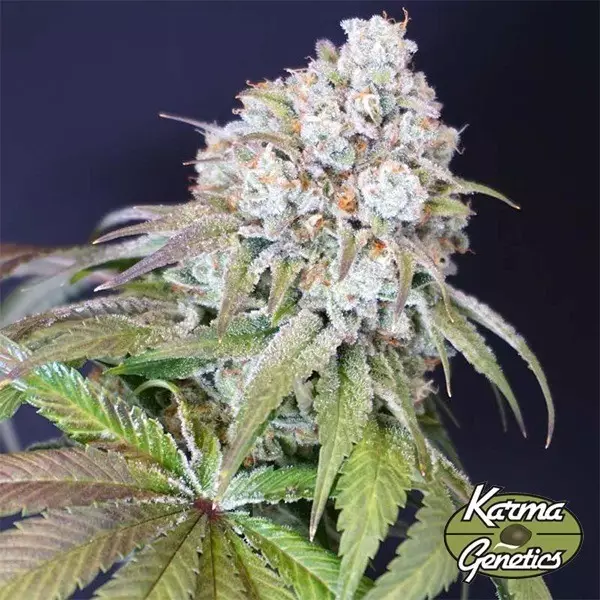 Hundefrucht-Samen von Karma Genetics - GB The Green Brand