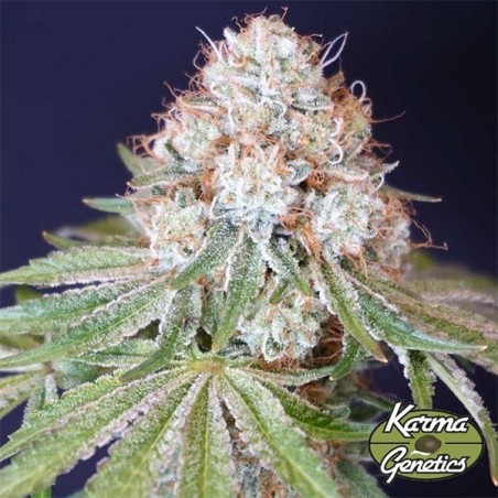 Rocky Melon von Karma Genetics - GB The Green Brand