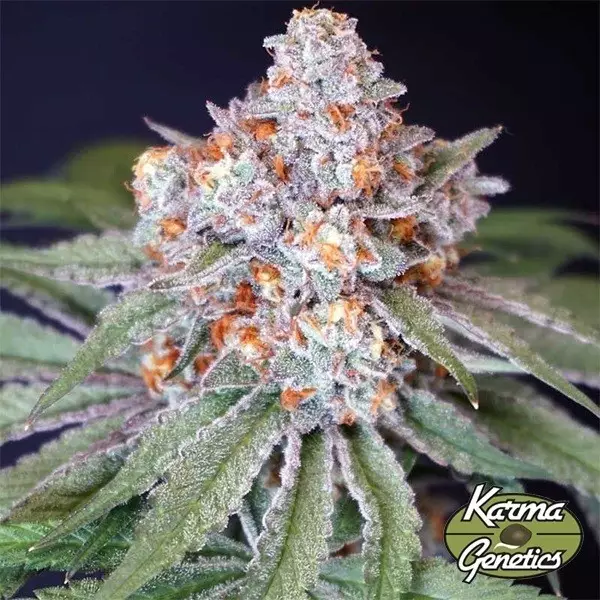Karma Genetics Feminisierte Samen MS 29 - GB