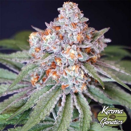 Feminisierter Samen MS 29 von Karma Genetics - GB
