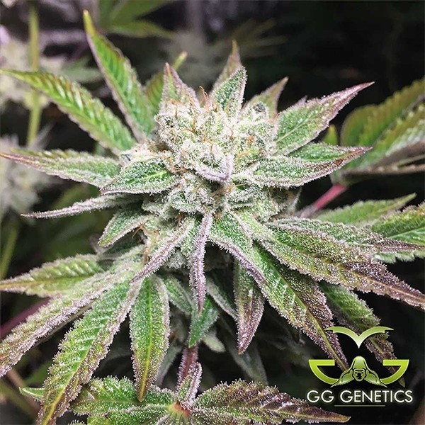 View Planta de marihuana Original Glue (GG4 S1)