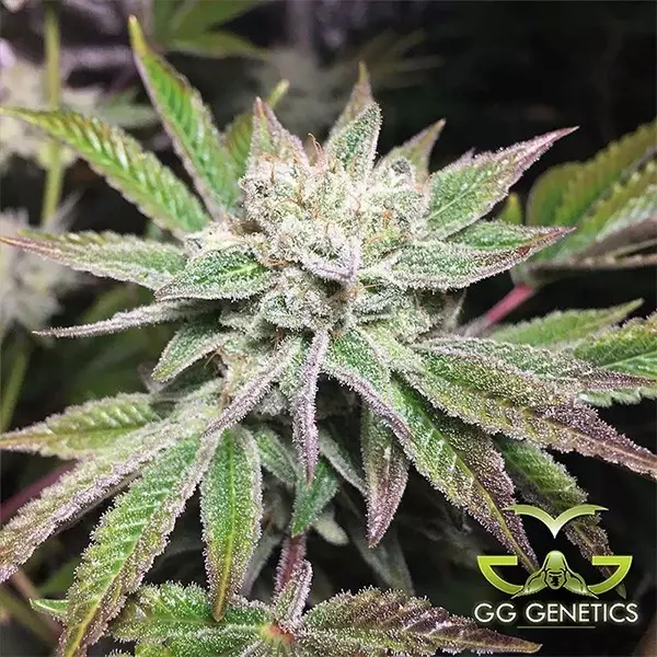 Sicht Planta de marihuana Original Glue (GG4 S1)