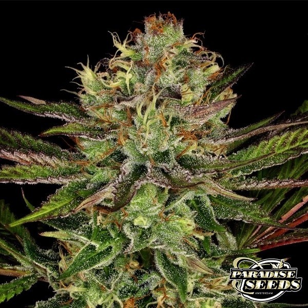 View Marihuana-Pflanze Chocolate Wafflez