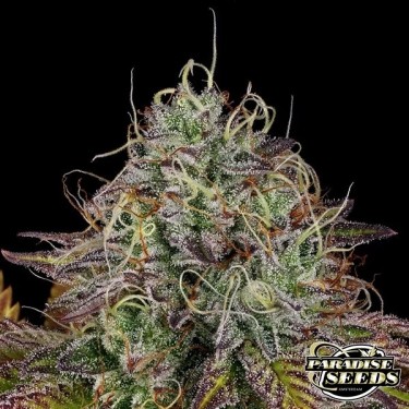 View Planta de marihuana Apricot Candy
