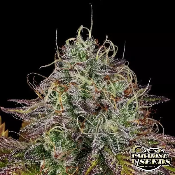 Sicht Planta de marihuana Apricot Candy