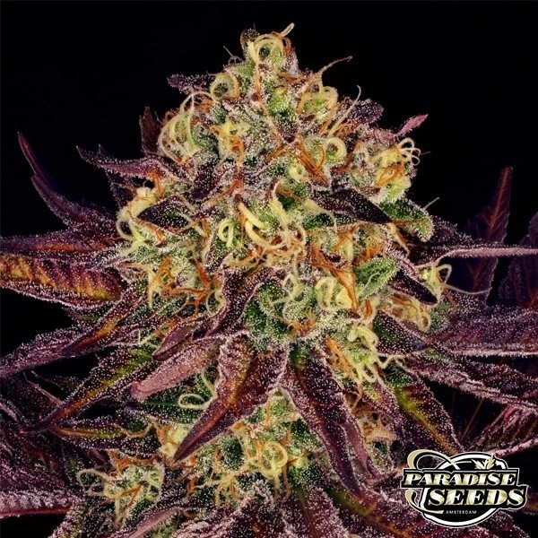 View Marihuana-Pflanze Tangerine Sorbet