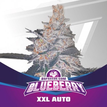 View Planta de marihuana Blueberry XXL Auto