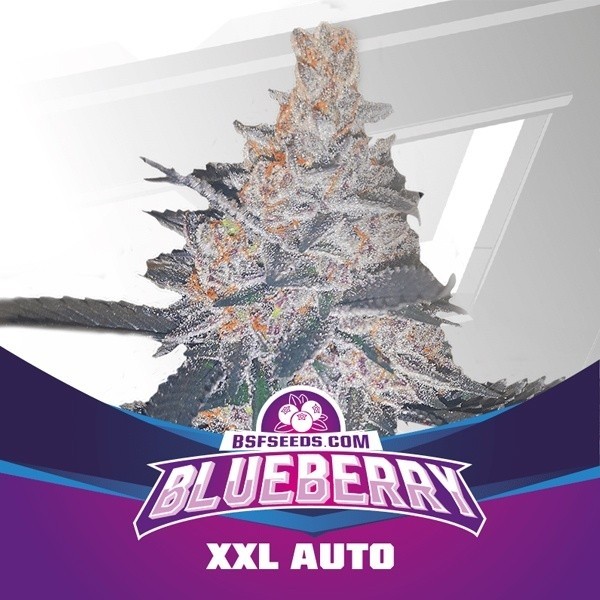 View Planta de marihuana Blueberry XXL Auto