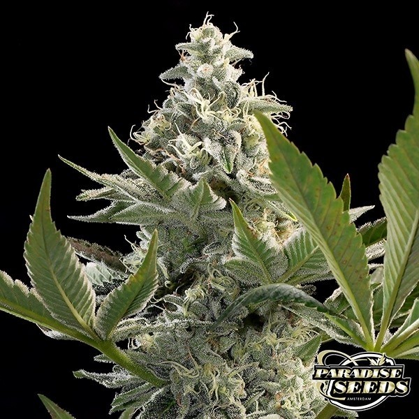 View Glowstarz Marihuana-Pflanze