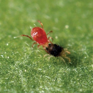 Phytoseiulus Permisilis eliminiert Spinnmilben