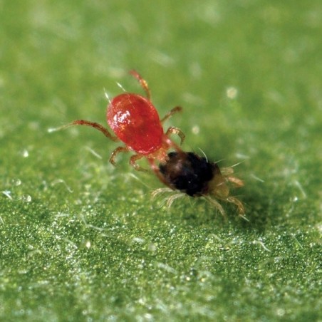 Phytoseiulus Permisilis eliminiert Spinnmilben