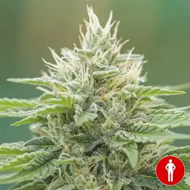 Eboshi CBG Medical Seeds