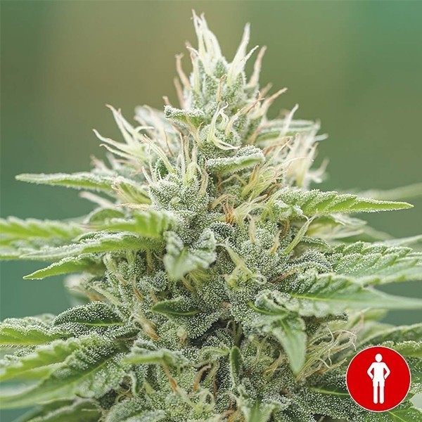 View Eboshi CBG Medical Seeds