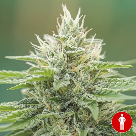 Eboshi CBG Medical Seeds
