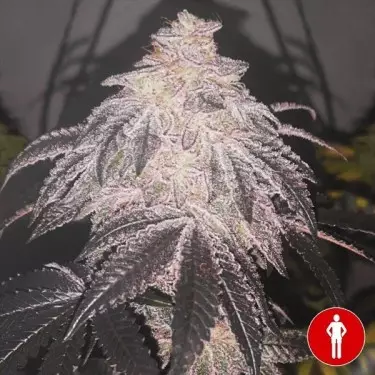 Cookies Sherbert Auto Medical Seeds