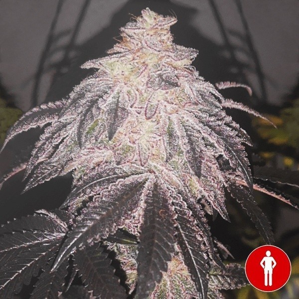 View Cookies Sherbert Auto Medical Seeds