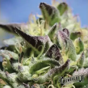 Vanilla Frosting Humboldt Seeds Company