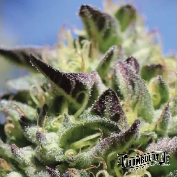 View Vanilla Frosting Humboldt Seeds Company