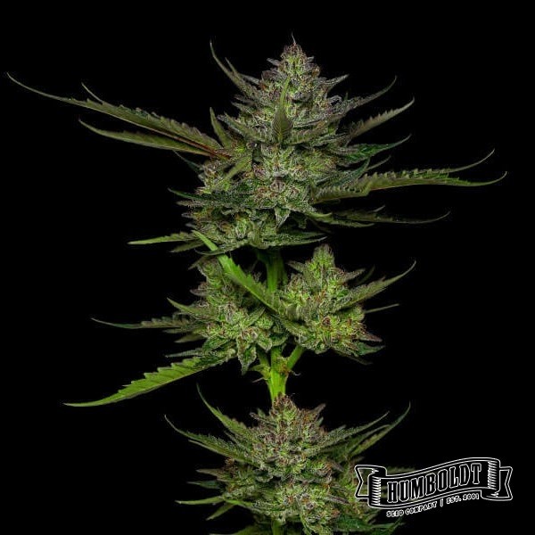 View Sauer Apfel Auto von Humboldt Seed - GB The Green Brand
