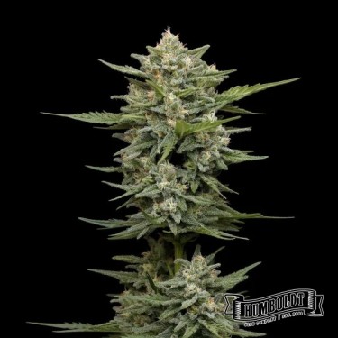 View Vanilla Latte Auto von Humboldt Seed – GB The Green Brand