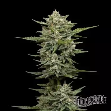 Vanille Latte Auto von Humboldt Seed - GB The Green Brand