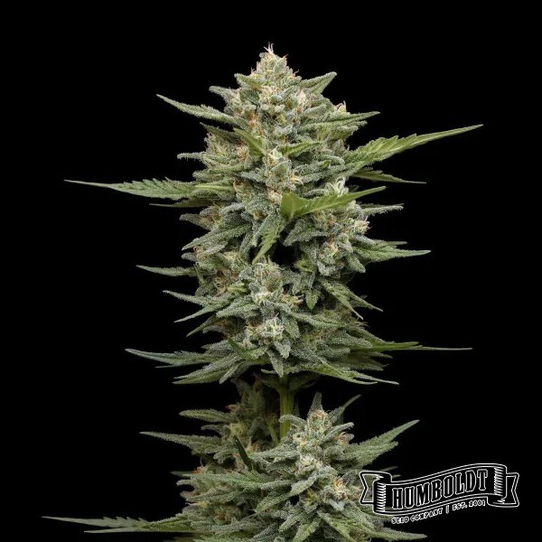 View Vanilla Latte Auto von Humboldt Seed – GB The Green Brand
