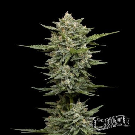 Vanilla Latte Auto von Humboldt Seed – GB The Green Brand