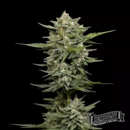 Vanilla Latte Auto von Humboldt Seed – GB The Green Brand