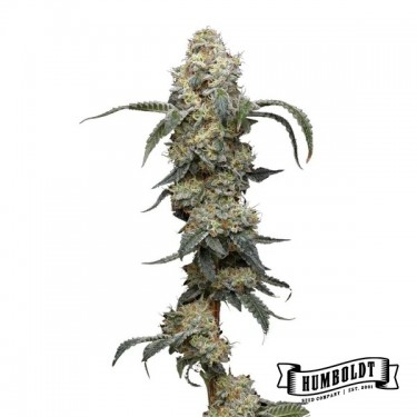 Farmer's Daughter Humboldt Seeds Company