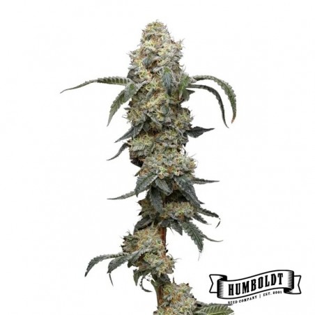 Farmer's Daughter Humboldt Seeds Company