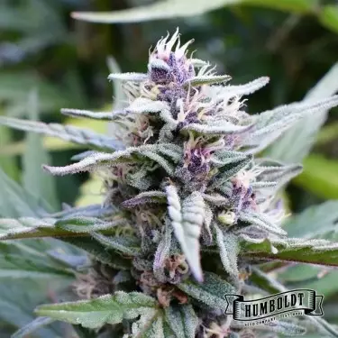 Hi-Biscus Humboldt Seeds Company