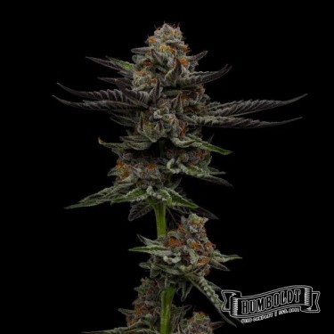Vanilla Créme Pie Humboldt Seeds Company