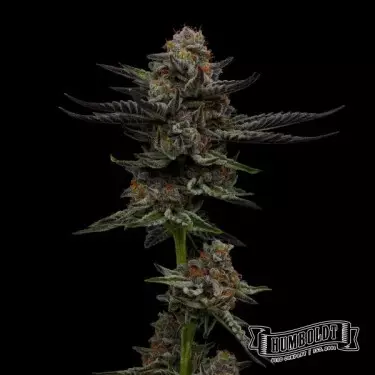 Vanilla Créme Pie Humboldt Seeds Company