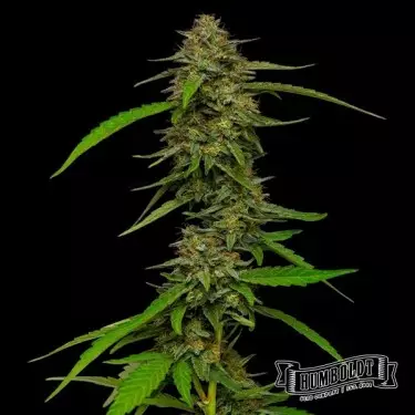 Strawberry Cheesecake Humboldt Seeds Company