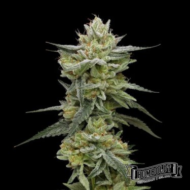 View Hella Jelly Humboldt Seeds Company