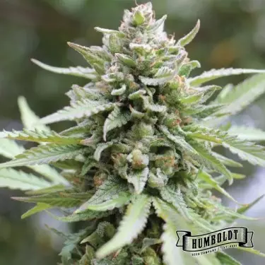 Lemongrass Humboldt Seeds Company