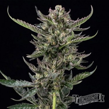 View Notorious THC Humboldt Seeds Company